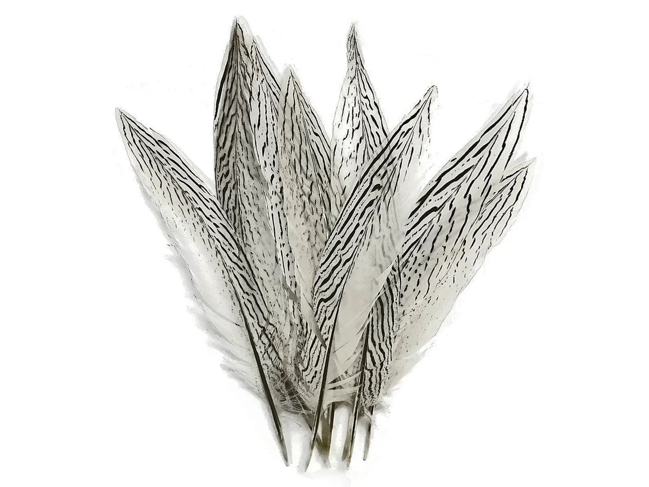 Bundle of white feathers with black striped patterns for DIY crafts and fashion décor