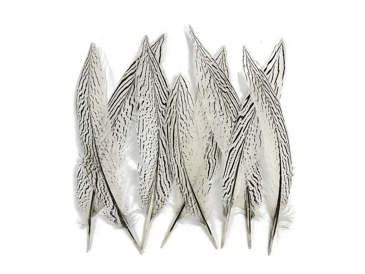 White feathers with black striped patterns for DIY crafts and fashion décor.