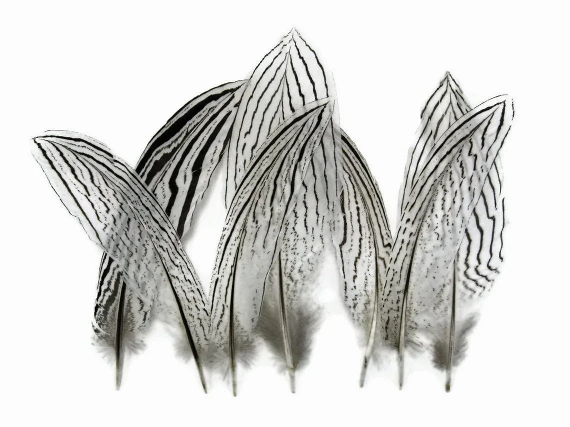 Natural white and black striped feathers for DIY crafts and fashion décor.