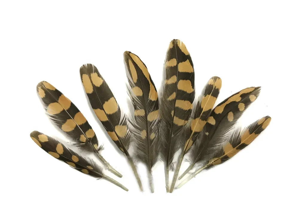 Natural brown and tan spotted feathers for DIY crafts and fashion decor.
