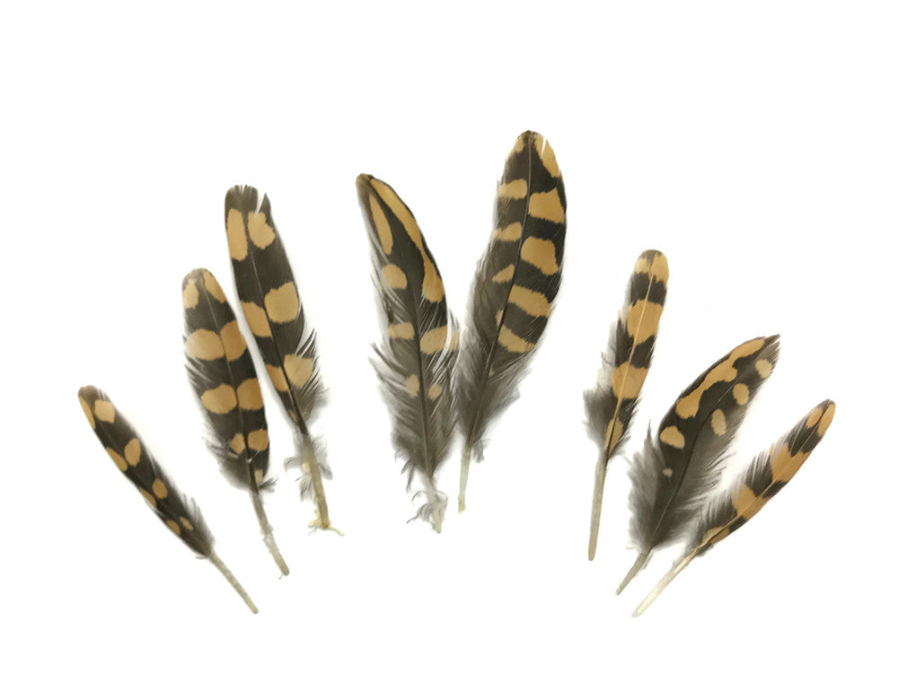 10 Pieces - Natural Polka Dot Brown Partridge Mini Wing Feathers