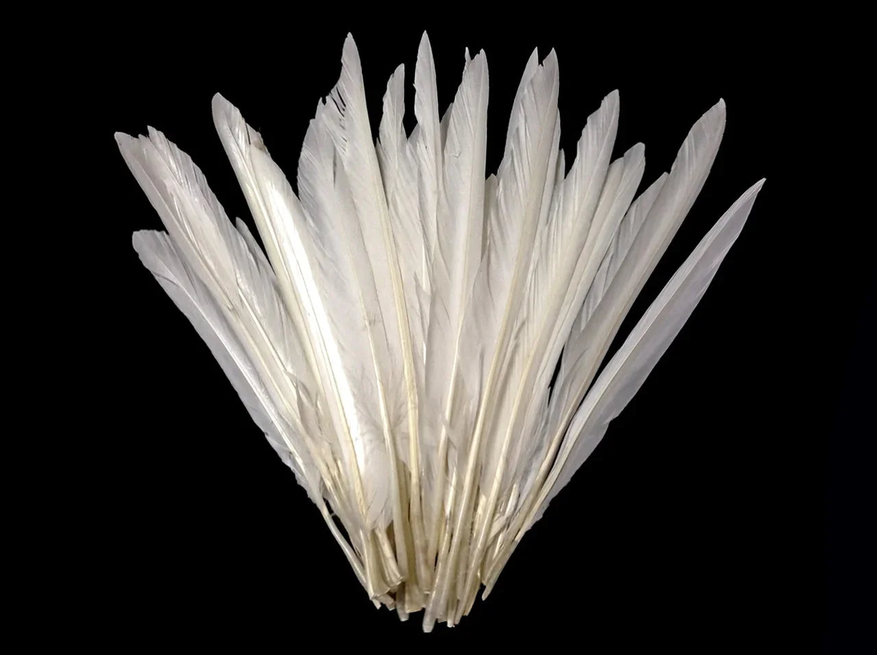 Elegant long white feathers for craft and fashion DIY projects against a black background.