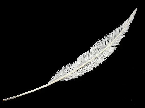 Single long white feather with delicate plumes isolated on a black background.