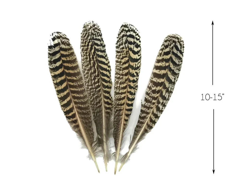Four striped brown and cream feathers for crafts, 10-15 inches long.
