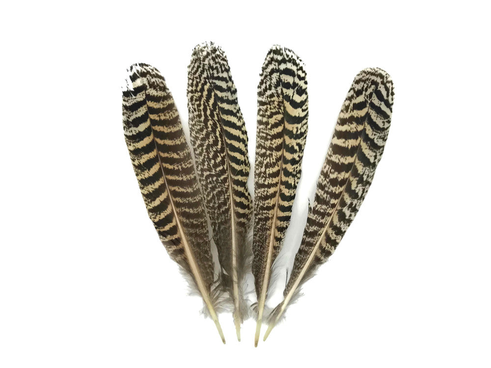 1 Pair - 7-10" and Up Natural Barred Mottled Peacock Wing Quills Feathers