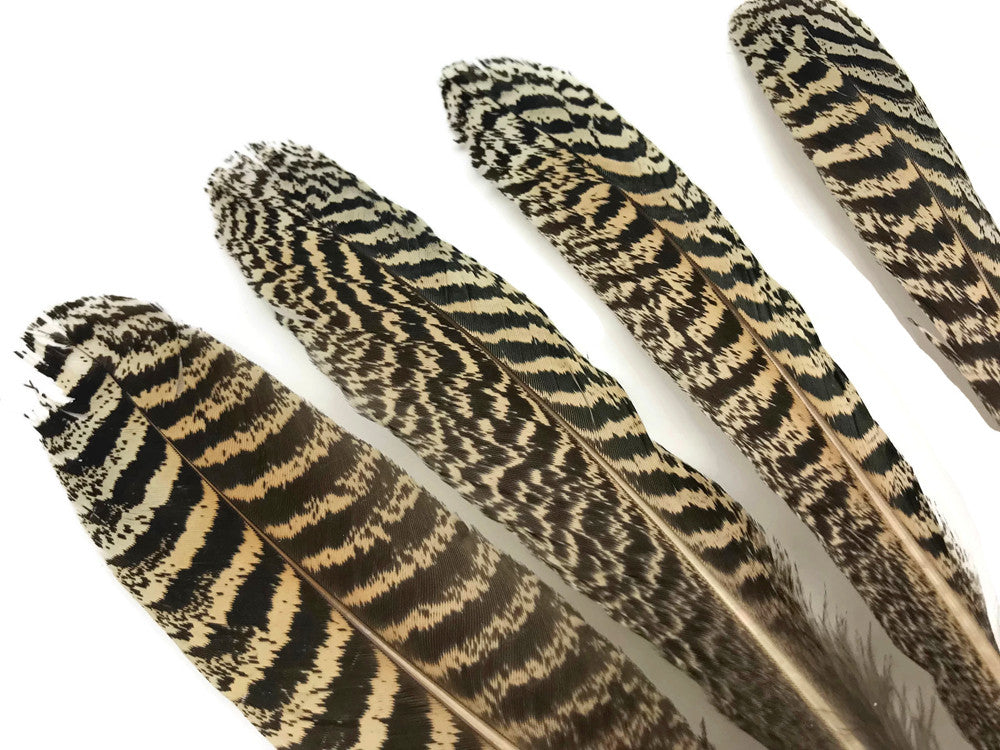 1 Pair - 7-10" and Up Natural Barred Mottled Peacock Wing Quills Feathers