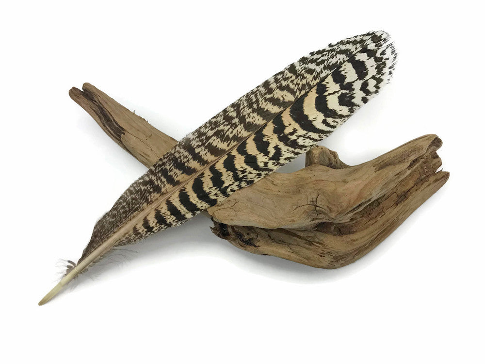 1 Pair - 7-10" and Up Natural Barred Mottled Peacock Wing Quills Feathers