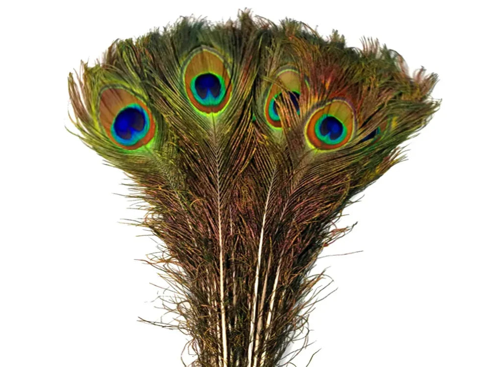 50 Pieces - 40-45" Natural Long Iridescent Peacock Tail Eye Wholesale Feather (Bulk)