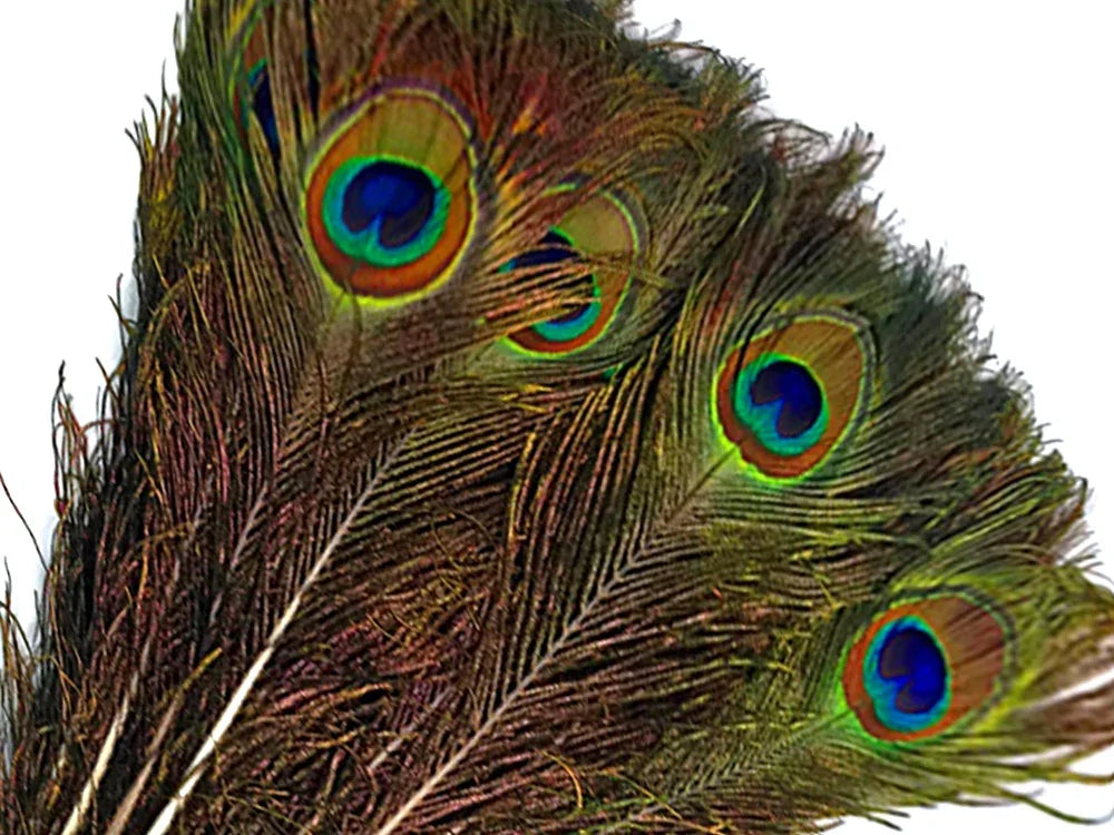 10 Pieces - 30-35" Natural Green Long Iridescent Peacock Tail Large Eye Feather