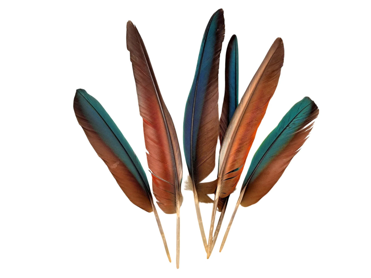 4 Pieces - 6-8" Teal Blue & Red Hybrid Macaw Wing Feather -Rare-