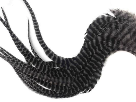 6 Pieces - XL Grey Dun Thick Long Grizzly Whiting Farm Rooster Saddle Hair Extension Feathers