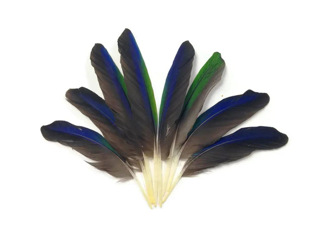 Vibrant iridescent blue and green peacock-style feathers for DIY crafts and fashion décor.