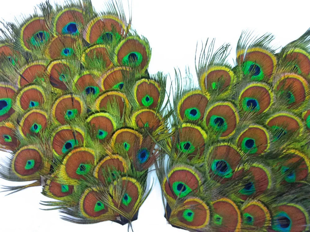Vibrant peacock feathers with iridescent blue and green eye patterns for crafts and decor.