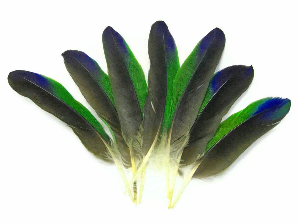 Vibrant green and blue iridescent feathers for craft and fashion DIY supplies.