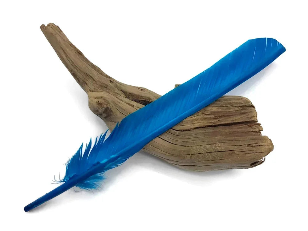 Vibrant blue feather resting on a piece of natural driftwood on a white background