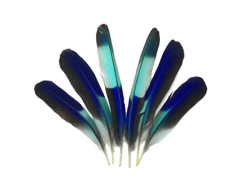Six vibrant blue and turquoise feathers arranged in a fan shape on a white background.