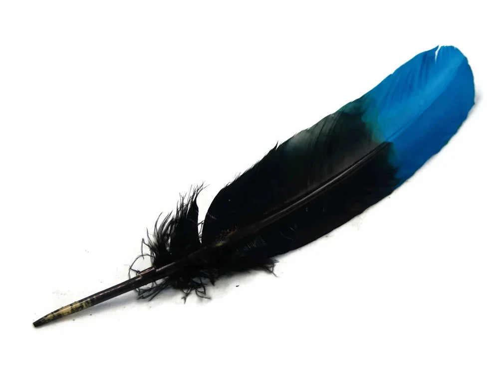 Vibrant blue and black natural feather for crafts and fashion DIY supplies