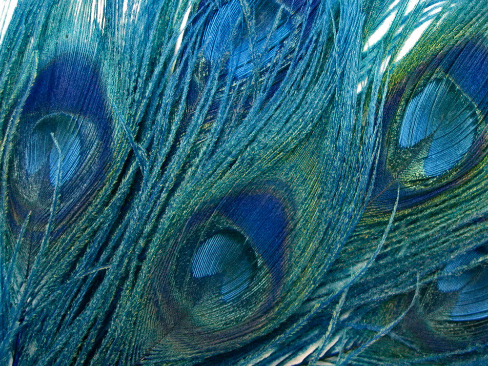 5 Pieces – Turquoise Blue Bleached & Dyed Peacock Tail Eye Feathers 10-12”