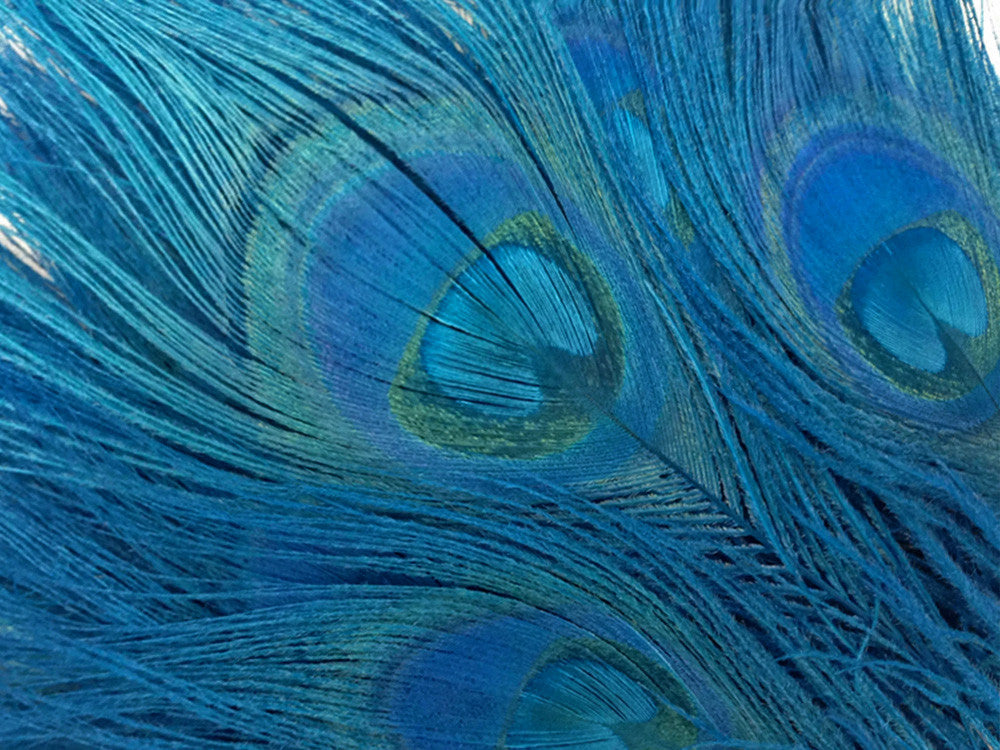 50 Pieces – Turquoise Blue Bleached & Dyed Peacock Tail Eye Wholesale Feathers (Bulk) 10-12”