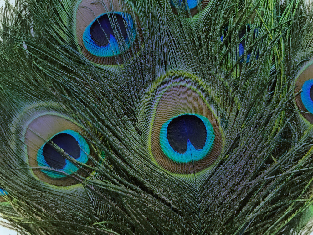 50 Pieces - 10-12" Turquoise Blue Dyed Over Natural Peacock Tail Eye Wholesale Feathers (Bulk)