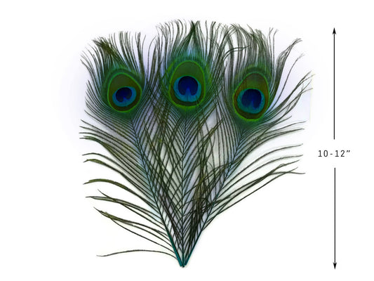 10 Pieces - 10-12" Turquoise Blue Dyed Over Natural Peacock Tail Eye Feathers