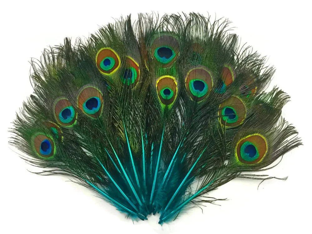 Vibrant peacock feathers fan with iridescent blue and green eye patterns for crafts.