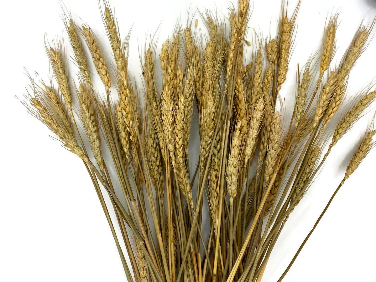 Dried golden wheat stalks and stalks of grain for rustic DIY decor and crafts.