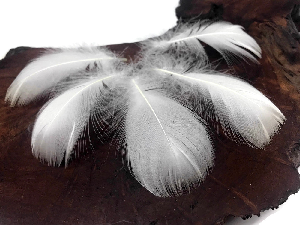 1 Pack - 2-3" White Goose Coquille Loose Feathers - 0.35 Oz.