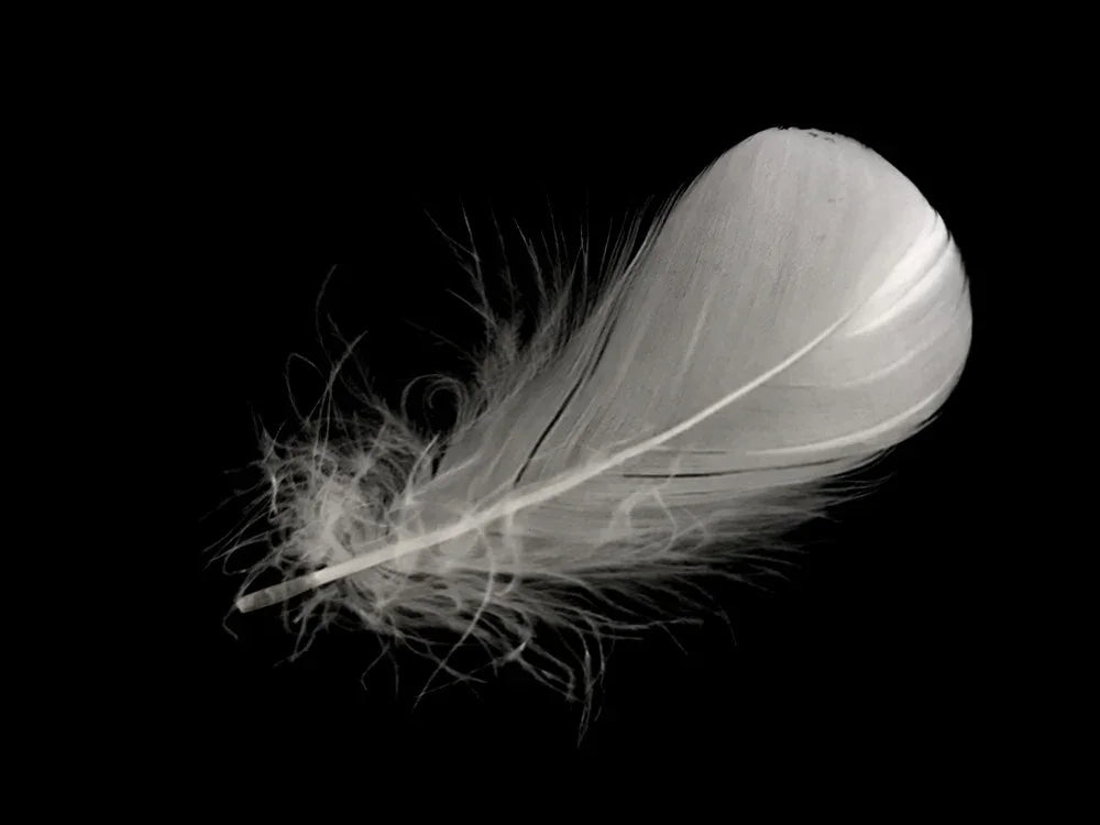 Single soft white feather floating against a solid black background.