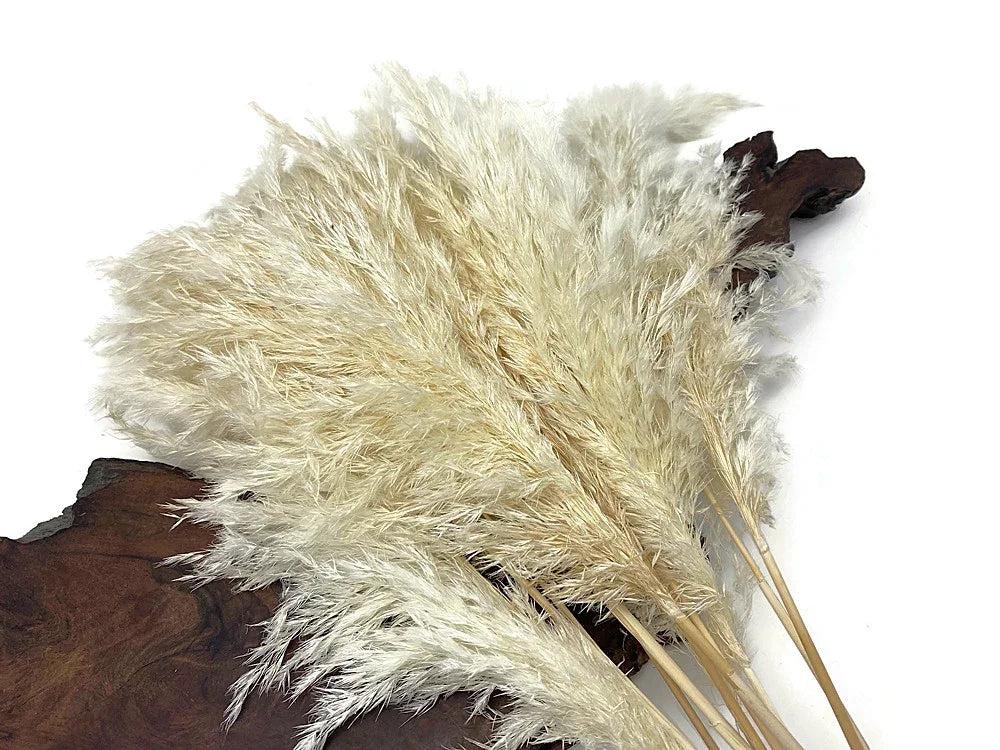 Dried cream pampas grass stalks on a dark wood base for boho home decor.