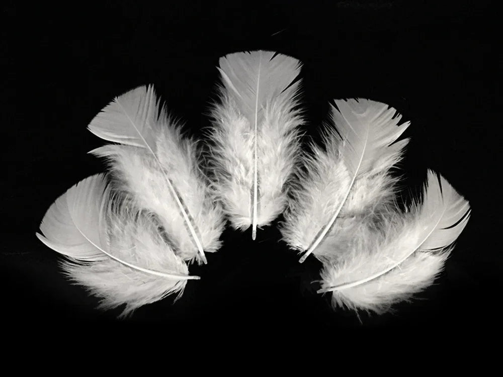 Five soft white feathers arranged in a fan shape on a black background.