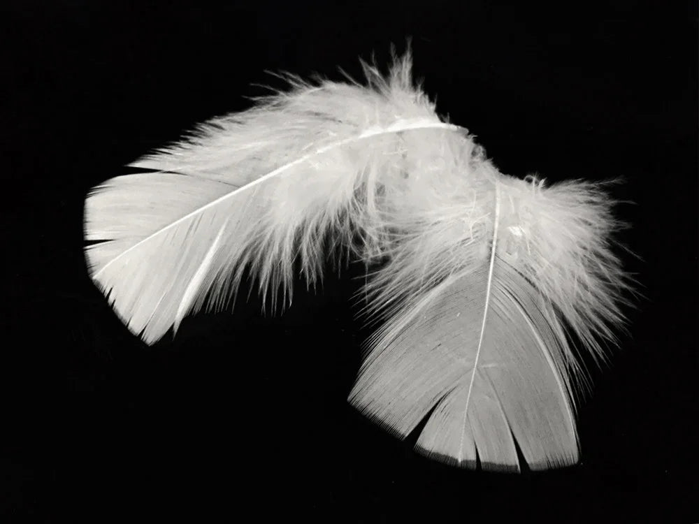 Two soft white feathers for crafts and fashion decor on a black background.