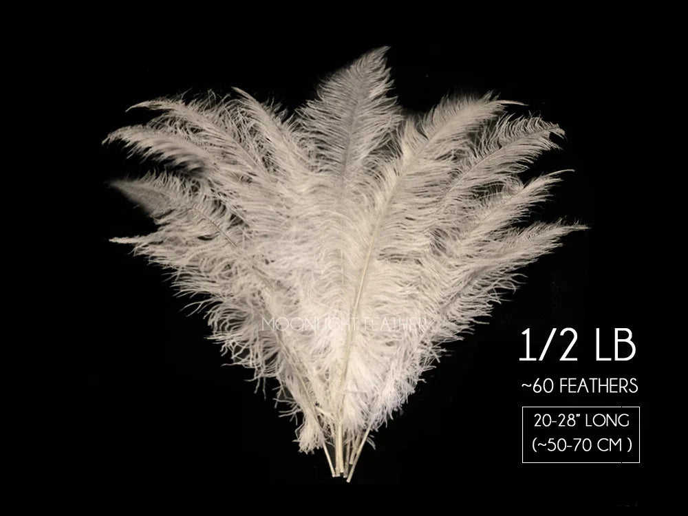 Bundle of 60 white ostrich feathers, 20-28 inches long, for crafts and fashion decor.