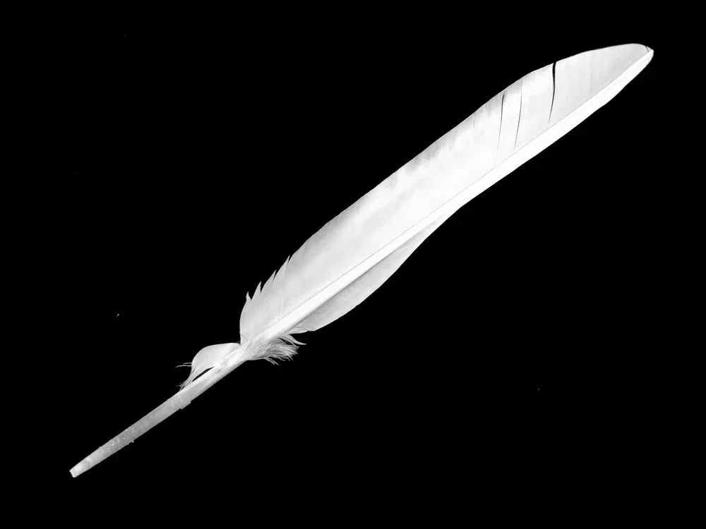 Single large white feather isolated on a black background for craft and DIY decor.
