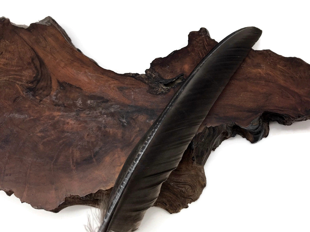 50 Pieces - Natural Brown Wild Tom Turkey Pulled Pointers Primary Wing Quill Wholesale Feathers (Bulk)