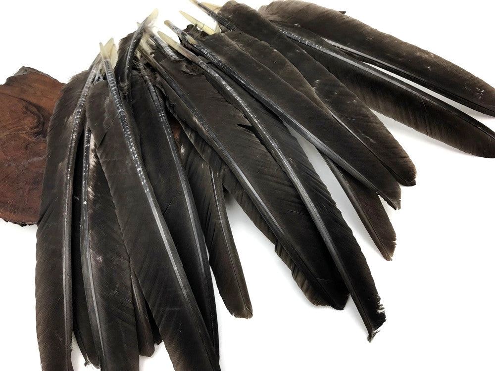 50 Pieces - Natural Brown Wild Tom Turkey Pulled Pointers Primary Wing Quill Wholesale Feathers (Bulk)
