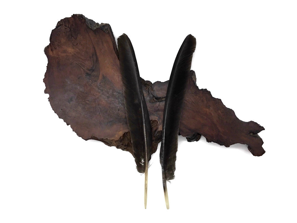 50 Pieces - Natural Brown Wild Tom Turkey Pulled Pointers Primary Wing Quill Wholesale Feathers (Bulk)