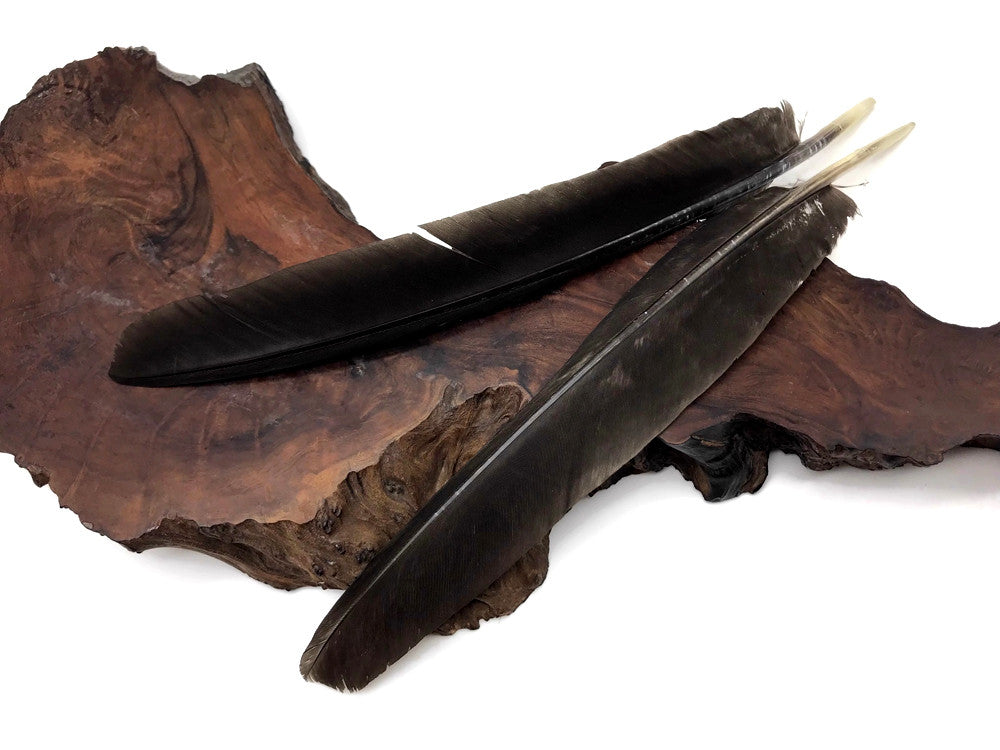 50 Pieces - Natural Brown Wild Tom Turkey Pulled Pointers Primary Wing Quill Wholesale Feathers (Bulk)