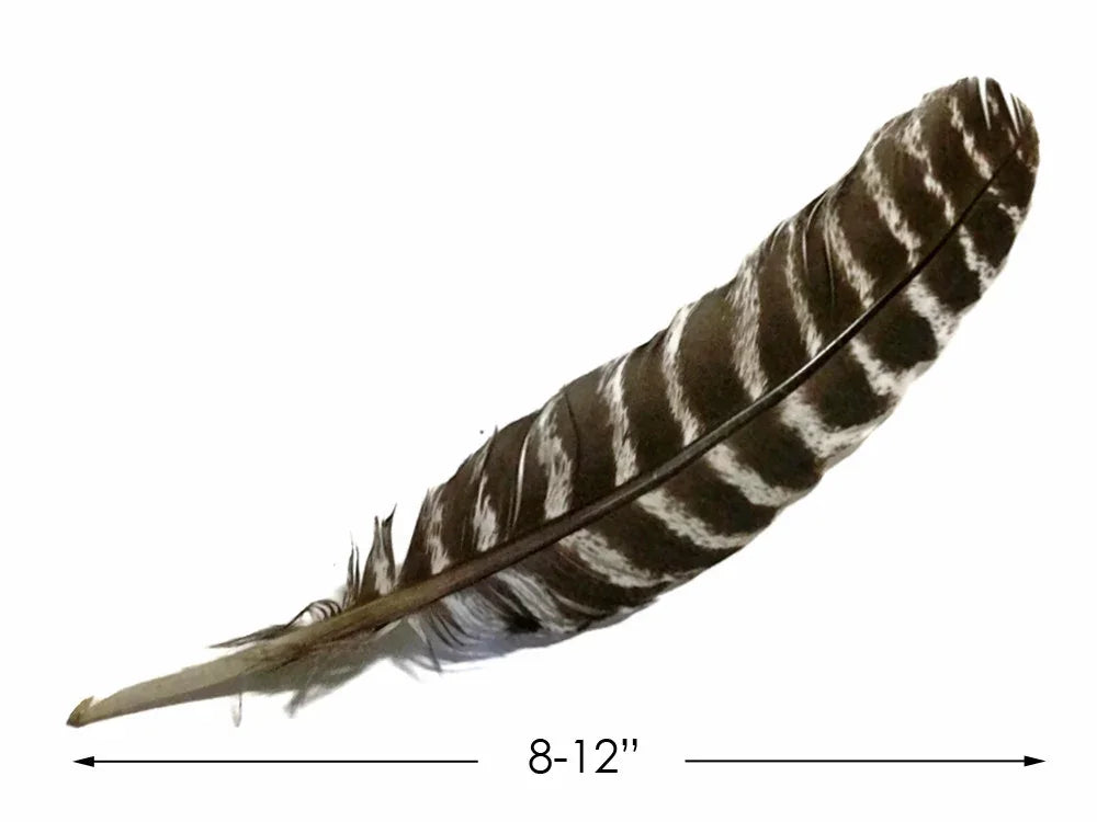 Striped brown and white natural craft feather, 8-12 inches long for DIY fashion and decor.