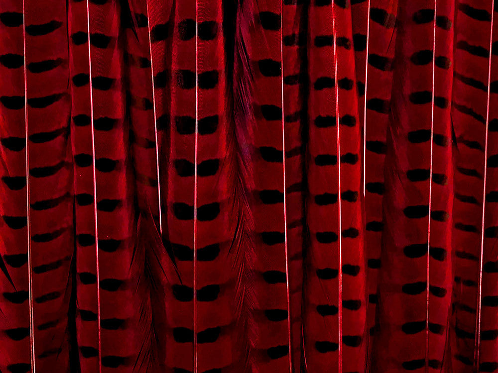 10 Pieces - 18-22" Red Wine Dyed Over Natural Long Ringneck Pheasant Tail Feathers