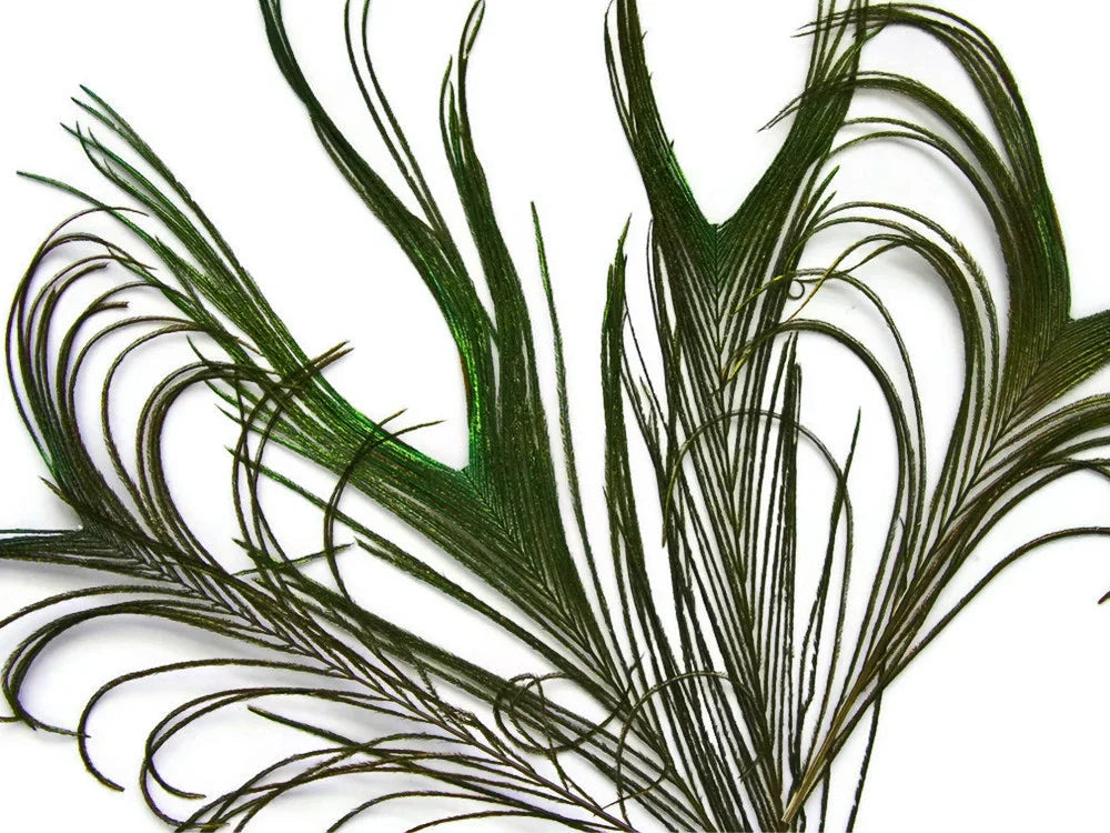 Iridescent green peacock feathers for craft and fashion DIY supplies.