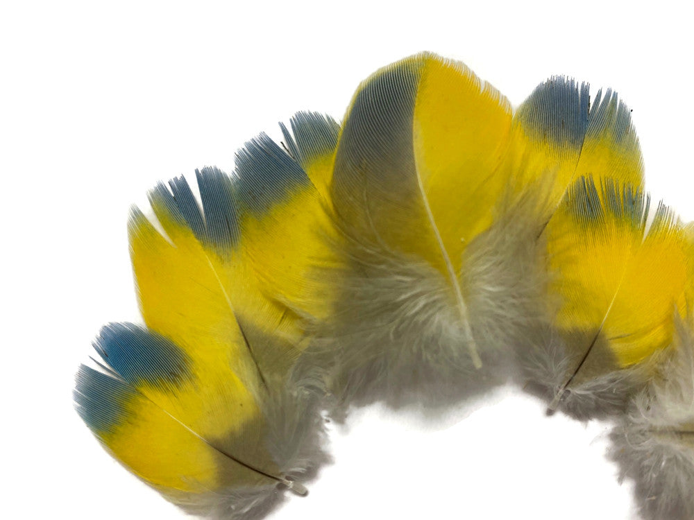 4 Pieces - Bright Blue & Yellow Small Scarlet Macaw Plumage Feather - Rare