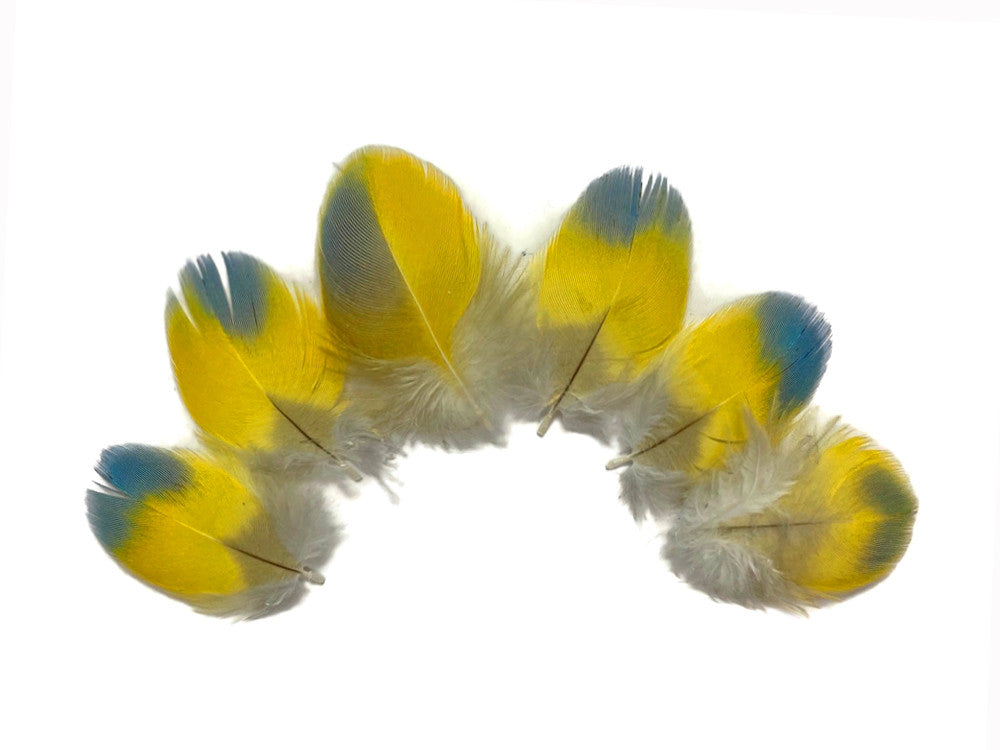 4 Pieces - Bright Blue & Yellow Small Scarlet Macaw Plumage Feather - Rare