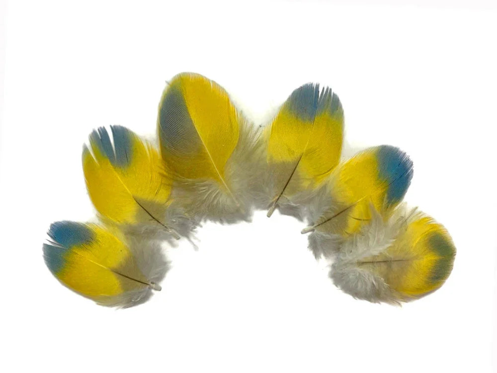 Vibrant yellow and blue feathers arranged in a semi-circle on a white background.