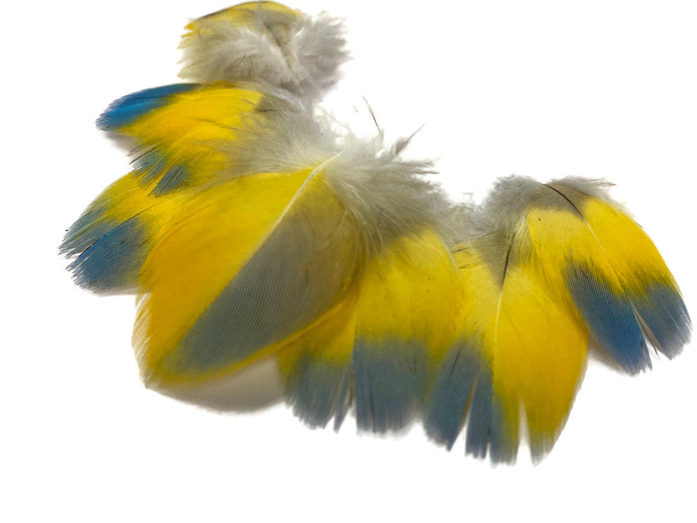 4 Pieces - Bright Blue & Yellow Small Scarlet Macaw Plumage Feather - Rare