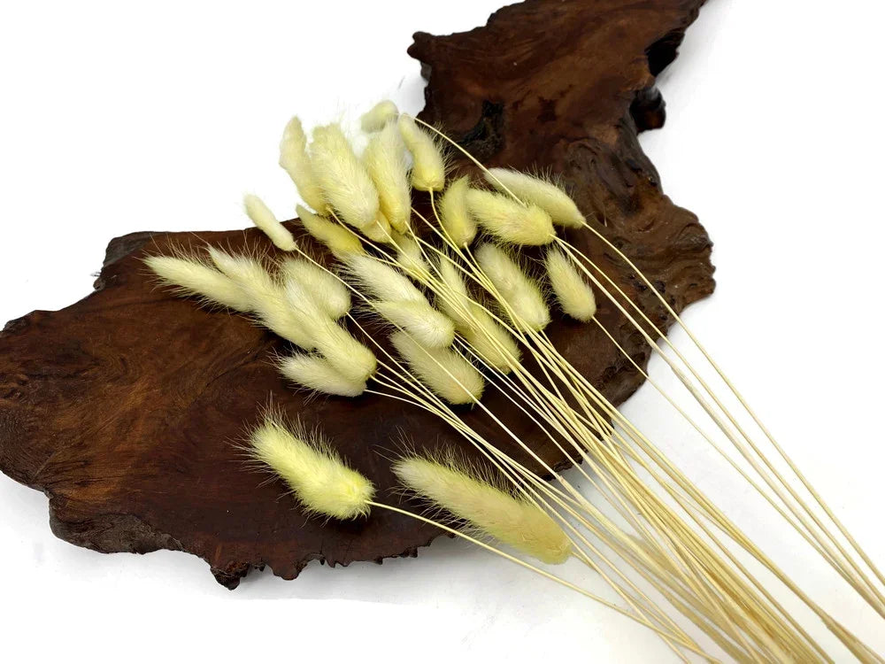 Dried cream bunny tail grass stems on a rustic dark wood slice background.