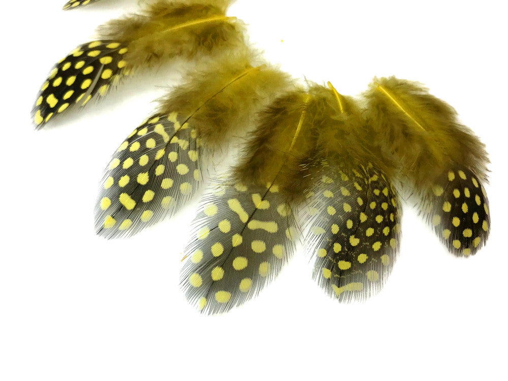 1/4 Lb - Yellow Guinea Hen Plumage Polka Dot Feathers Wholesale (Bulk)