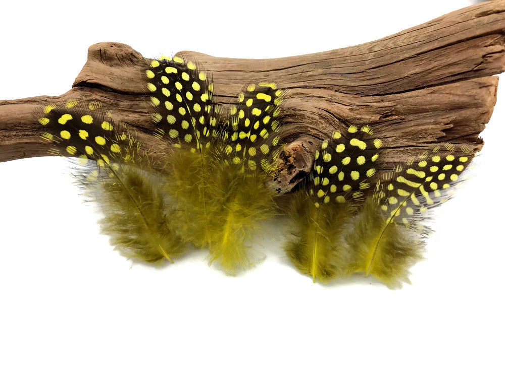 1/4 Lb - Yellow Guinea Hen Plumage Polka Dot Feathers Wholesale (Bulk)