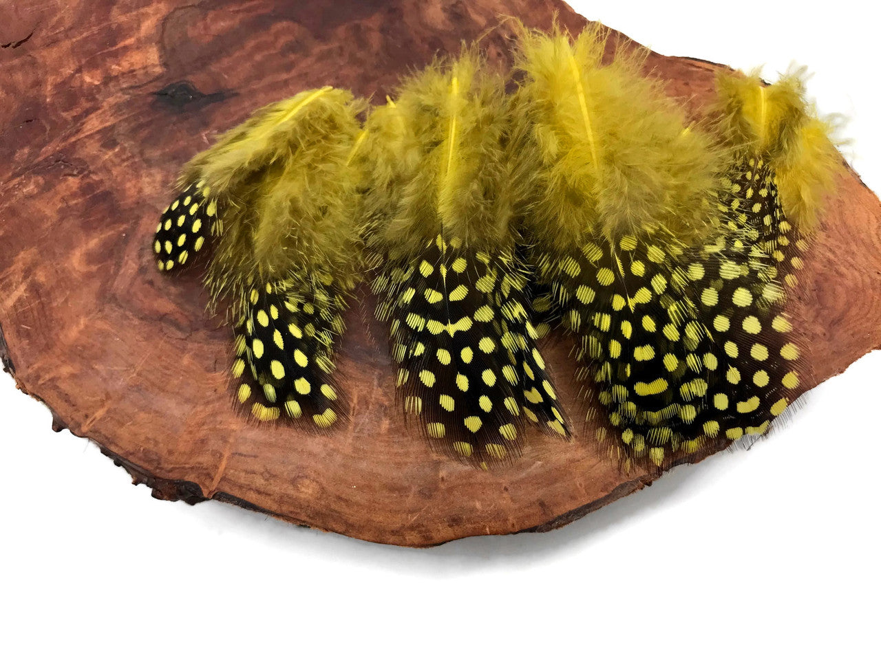 1/4 Lb - Yellow Guinea Hen Plumage Polka Dot Feathers Wholesale (Bulk)