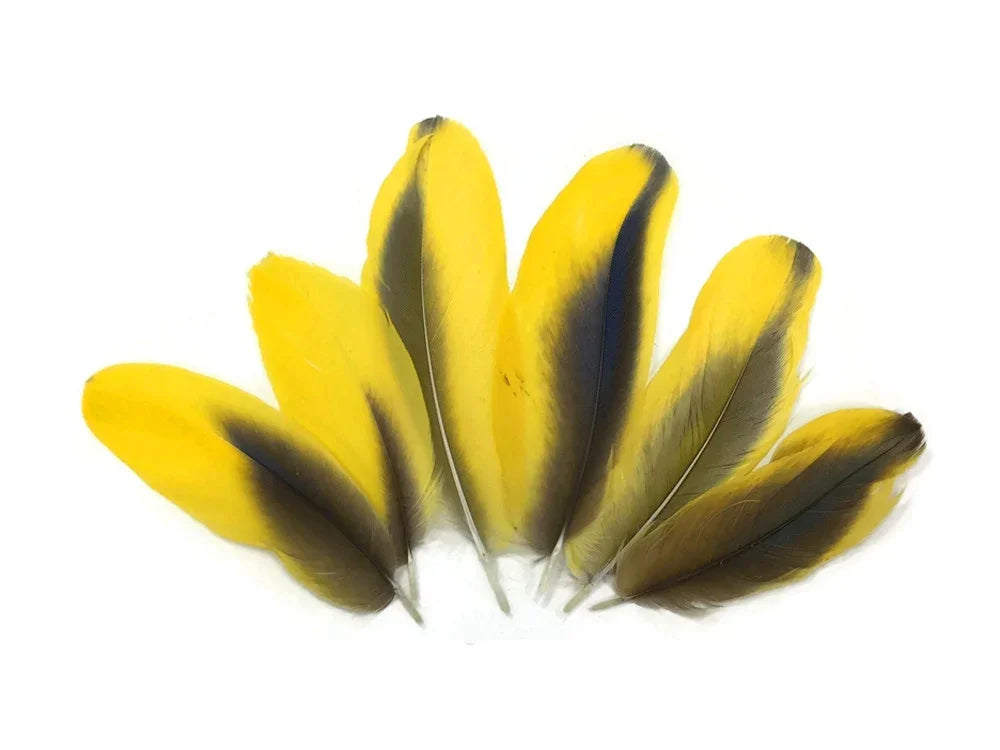 Vibrant yellow and black feathers for DIY crafts and fashion accessories.